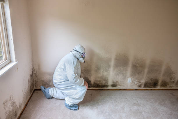 Best Environmental Consulting for Mold Prevention  in Coeburn, VA